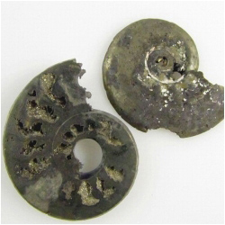 1 Pyritized Ammonite not drilled 25mm gemstone pendant cabochon (N)