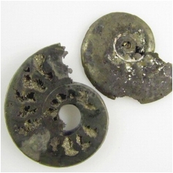 1 Pyritized Ammonite not drilled 30mm gemstone cabochon pendant (N)