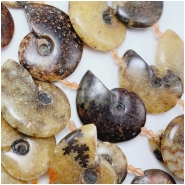 Ammonite Graduated Gemstone Beads (N) 13.7 x 17.3mm to 35.2 x 47.5mm