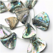 Abalone Shell Fan Top Drilled Graduated Pendant Beads (N) 19.7 x 21.75mm to 39.3 x 33.75mm 16.5 inches